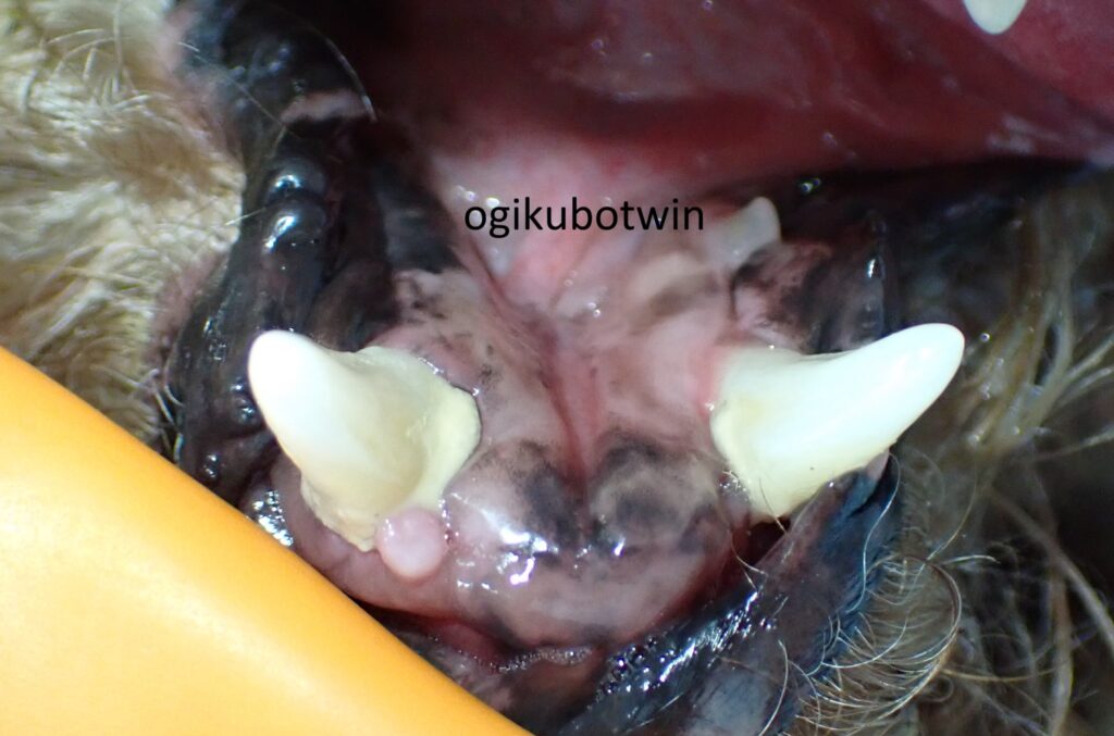 歯周病　犬　再生治療